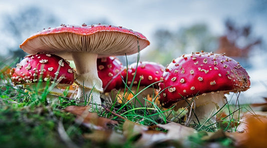 A Beginner's Guide to Amanita Muscaria Mushrooms